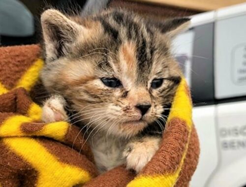 A kitten found crying in street, meows for cuddle when someone comes to help her