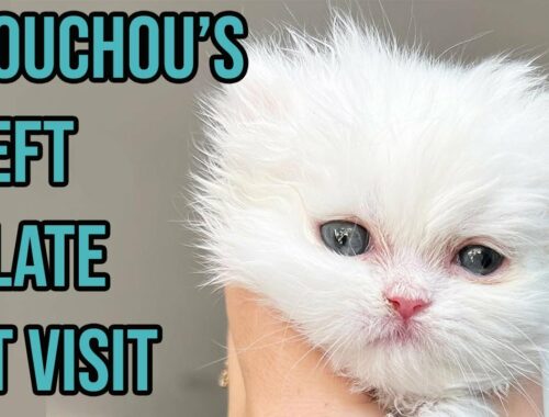 Chouchou Goes to the Vet for his Cleft Palate (UPDATE)