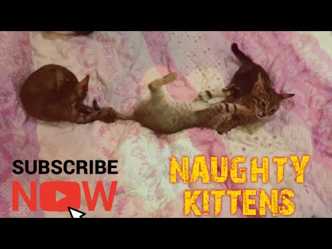 Rescued kittens started to be naugthy and active