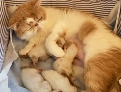 Mom Cat Gently Stop Kittens From Fighting