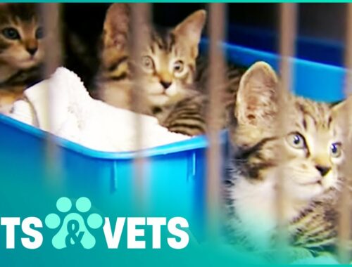 Abandoned Kittens Get Justice | Animal Rescue | Pets & Vets
