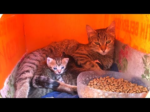 Adorable Mommy cat and her love for her kittens will warm your heart