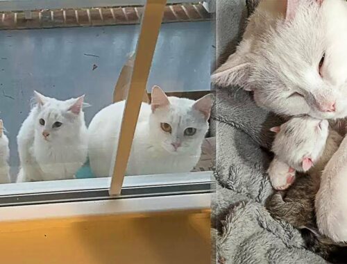 Stray Cat Shows Up At Doorstep With Her Kittens Looking For Help