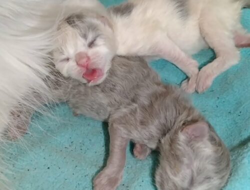 Mother Cat Kissing Her One Day Old Cute Kittens