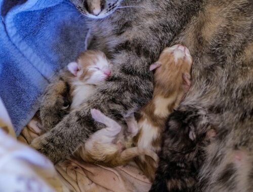 Cat giving Birth to Kittens