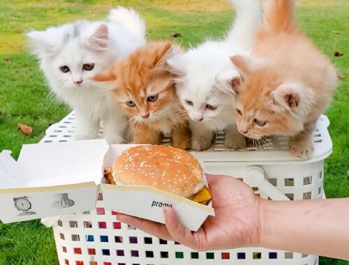 Cute kittens eating hamburger and have fun playing in the garden