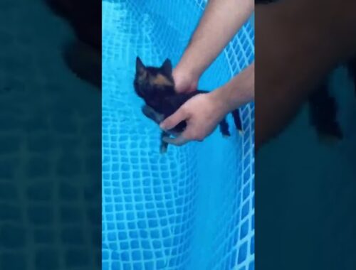 The first swimming lesson. funny cats #cat #cats #kittens #kitten #kitten #funnycats #funnycats