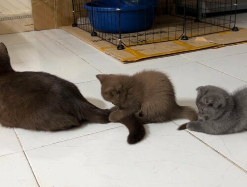 The kittens take turns teasing the mother's always-moving tail.