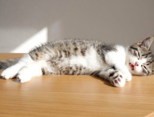 When the kitten Coco is sunbathing very comfortably...!lol