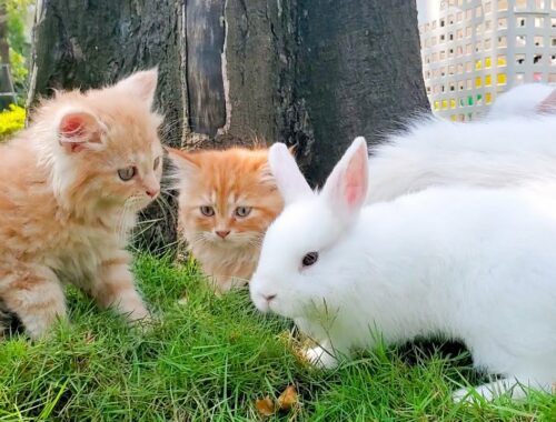 Kittens sunbathing with the shy bunny - So cute moments baby cats and bunny