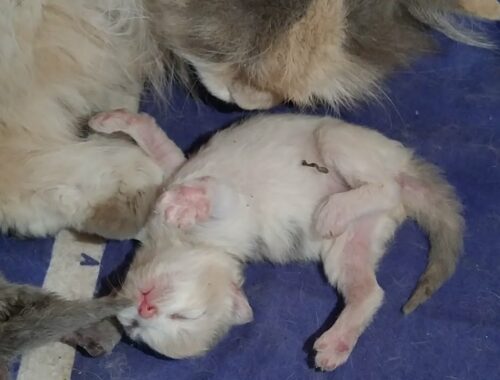 Mother Cat Finally Stimulating Her Cute Kittens But Still Not Grooming Them