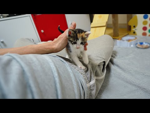 When a Baby Kitten Loves Humans Too Much