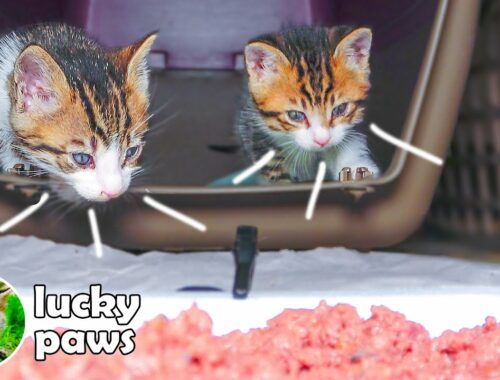 Orphan Kittens Are Learning to Eat Food And Won't Stop Smacking Their Mouths- Episode 4 | Lucky Paws