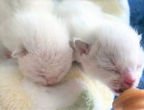 Tiny kittens lost their mom cat, couldn't survive without help
