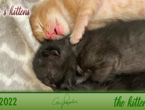[Kitten Cam | Cat Cam] Ruby Diamond's kittens! (4/6/2022)