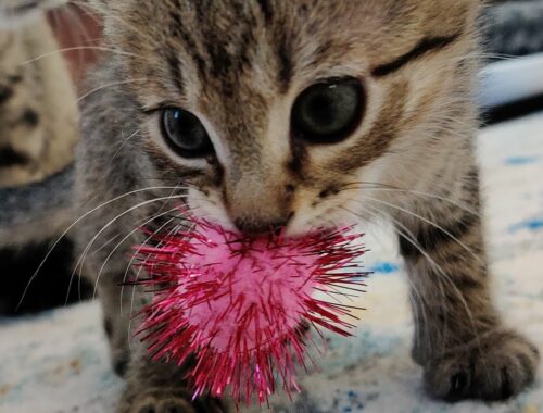 Kittens Vs New Toys, Nonmoms Goodbye 2021-03-05