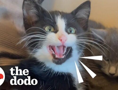 Hissing Kitten Took 2 Months To Warm Up To Her Rescuer | The Dodo