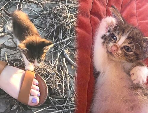 Stray Kitten Tries To Get Couple's Attention To Adopt Them