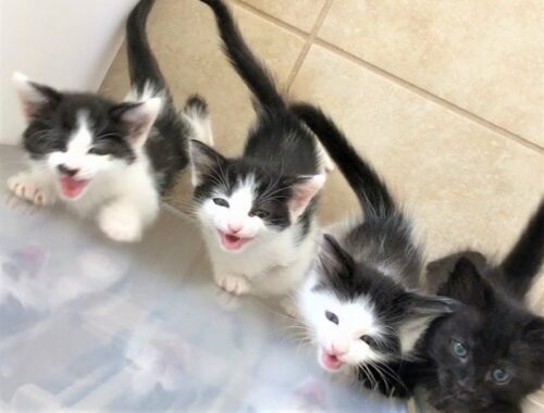 Kittens Found Crying Outside Who're So Loud And Feisty