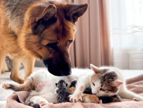 German Shepherd Meets Mom Cat with Newborn Kittens for the First Time