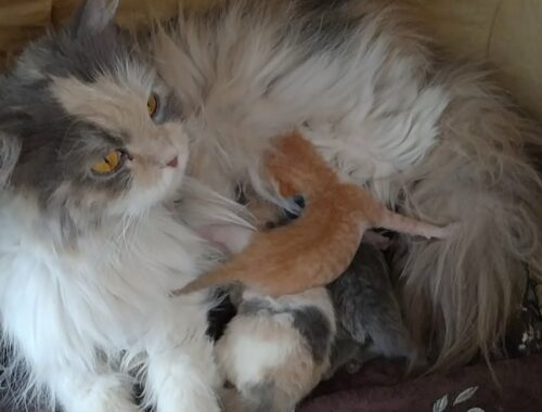 Nursing Mother Cat Feeding Milk To Orphan Kitten Along With Her 10 Days Old Cute Kittens