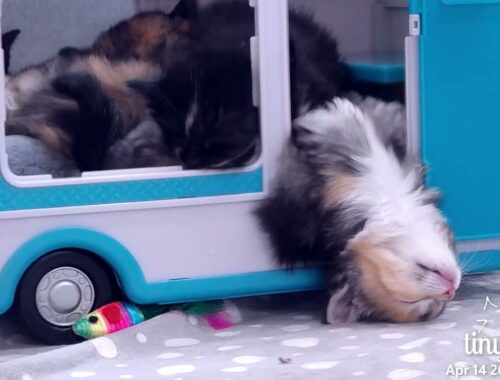 Five kittens go camping, and it is ADORABLE