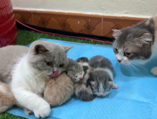 Kittens take care of newly born kittens as thoughtfully as a mother.