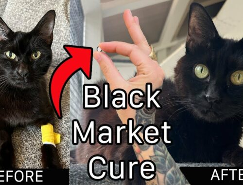 A Black Market Drug Saved My Cat From FIP