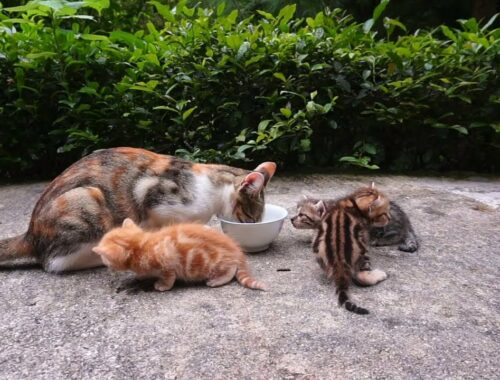 Cats and Cute Kittens Eat Food Together in Garden