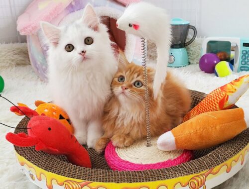 Kittens enjoy with new toys - Cute and funny baby cat videos