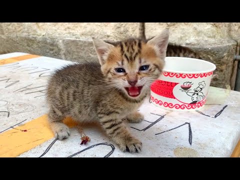 Baby kittens living on the street meow for mother cat