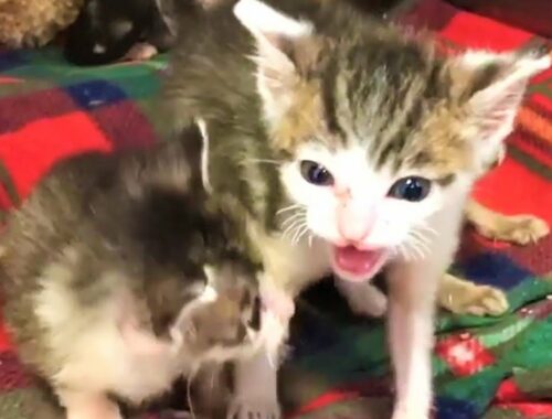 Meet 4 Malnourished Kittens who have Amazing Transformation After Got Rescued