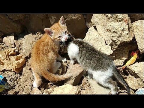 Orphaned kittens waiting for their mother's return (part 1)