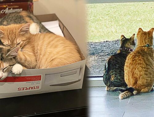 Company Adopts 2 Shelter Kittens To Boost Employee Morale