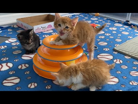 Kittens Learning To Play With New Toy