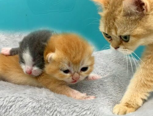 Newborn kittens woke up and call mom cat