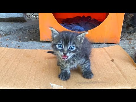 Tiny kittens meowing for mother cat