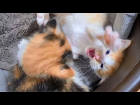 Tiny angry Kittens wants to eat each other