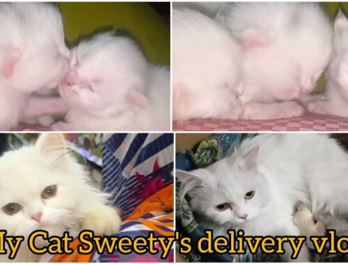 My Cat Sweety's delivery vlog | new born kittens | the Cats planet