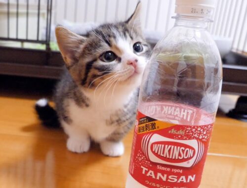When the kitten Coco first saw carbonated water! lol