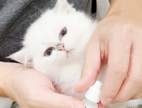 Kittens use eye drops. It seems very tiring for kittens ...