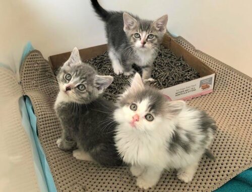 Precious Little Kittens Are So Happy And Feisty After Rescued