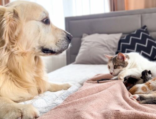 Golden Retriever Confused by Meeting a Baby Kittens