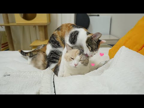 When an Abandoned Baby Kitten Accepts a Big Cat as Her Family