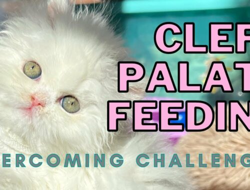 How Chouchou Eats (Cleft Palate Kitten Feeding)