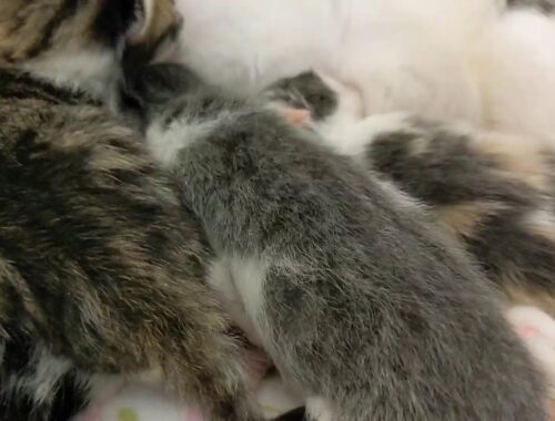 Crouton has Kittens!