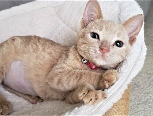 Rescue Sweet Kitten Who Loves Snugging and Making Biscuits
