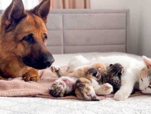 German Shepherd Reacts to Mother Cat Feeding Baby Kittens