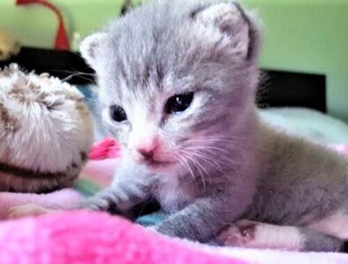 A Tiny but Super Cute Kitten Was Found Abandoned by His Mom Cat