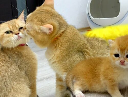 While dad cat takes care of mom cat, kittens met another mom cat voice